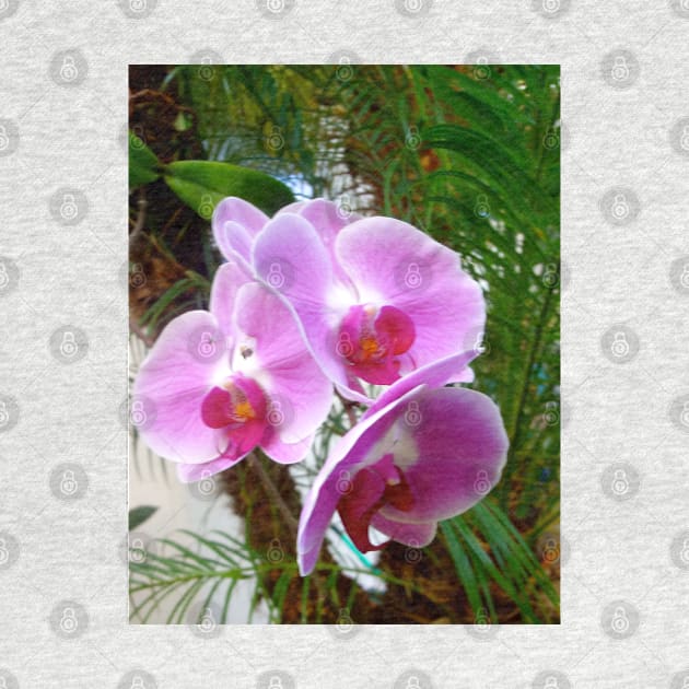 Lavender Orchid by jennyleeandjim